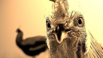 Nem leszel madárinfluenzás a csirkemelltől!