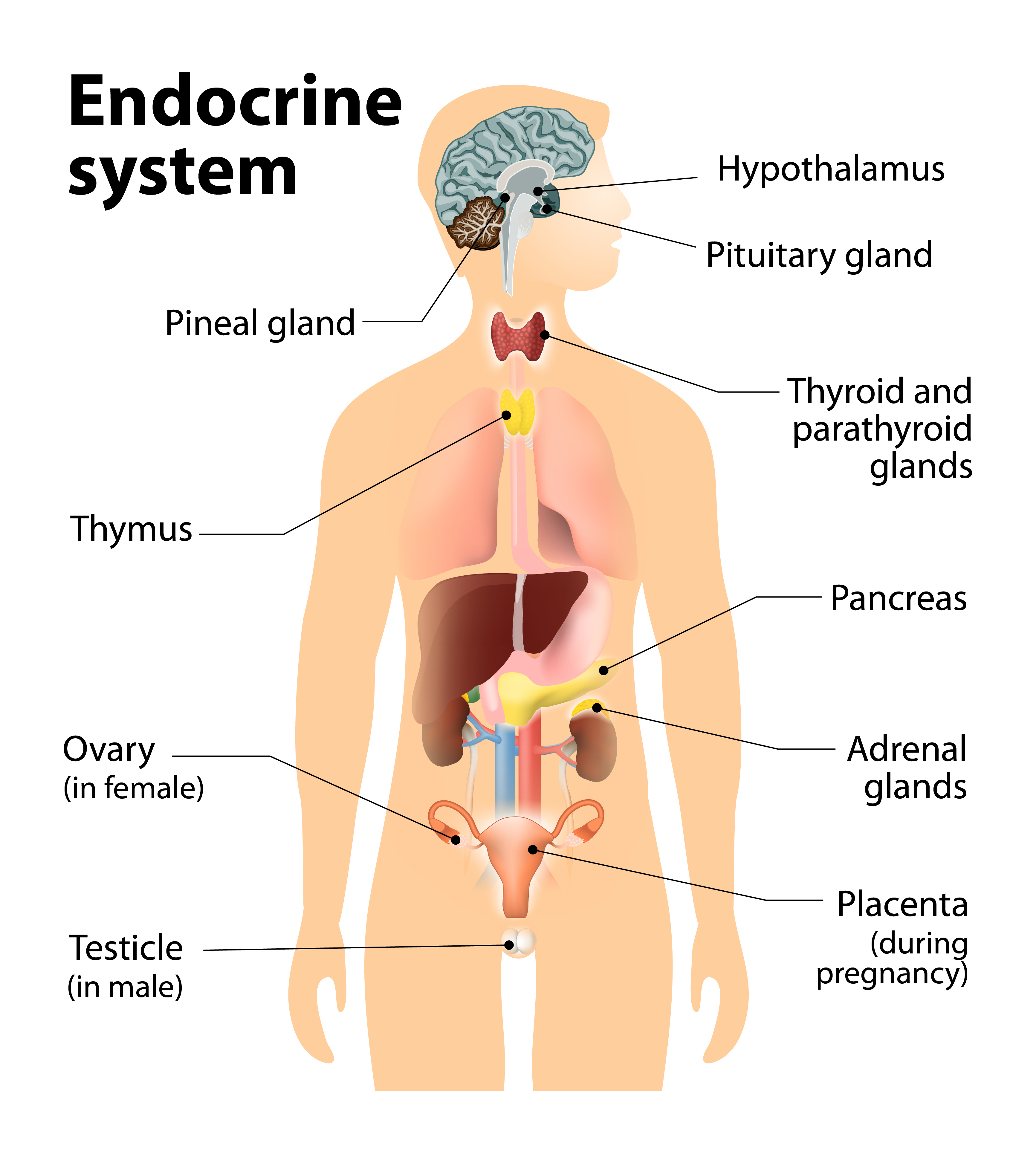 Vitamin Sziget - Enciklopédia / Hormonális típusok avagy testalkat szerinti tipizálás