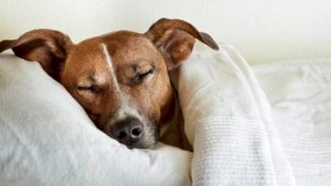Az alvás fontossága! Avagy mit érsz el, ha kialszod magad?