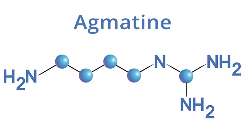 Hatóanyag: Agmatine: arginin metabolitja - PEAK, peakshop.hu