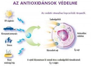 antioxidansok_2