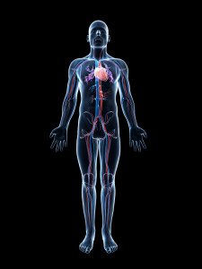 3d rendered illustration of the human vascular system