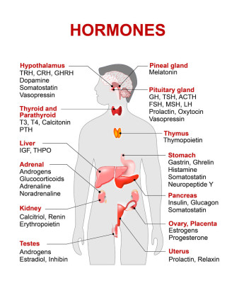 Aktiváld a zsírevő hormonjaid! Hogyan? IGF-1 a csodahormon?