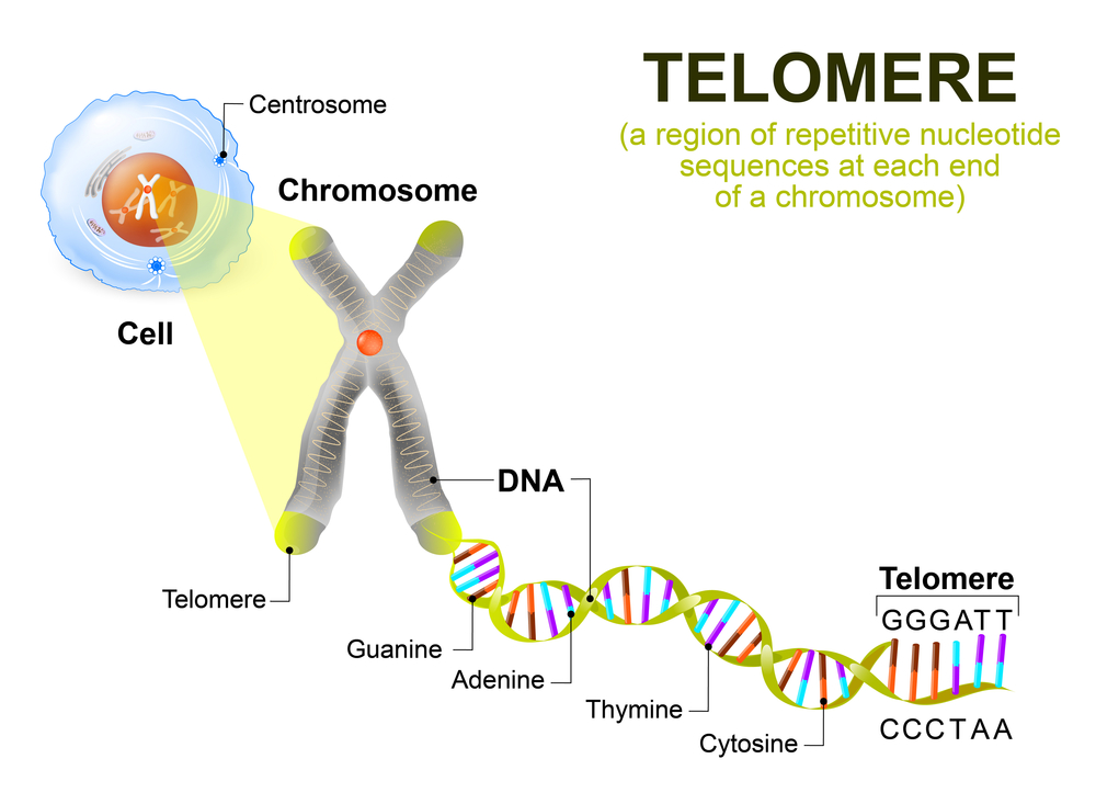 öregedésgátló terápiák és telomerek)