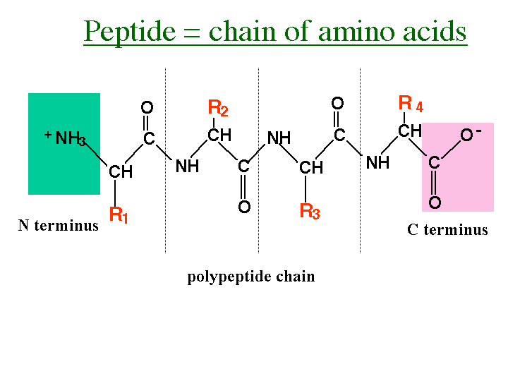 peak_peptid_aminosav_lanc