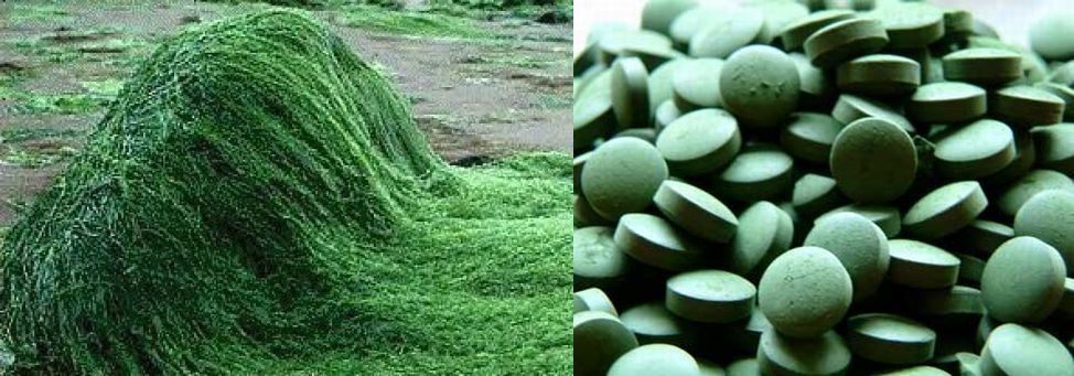 spirulina alga